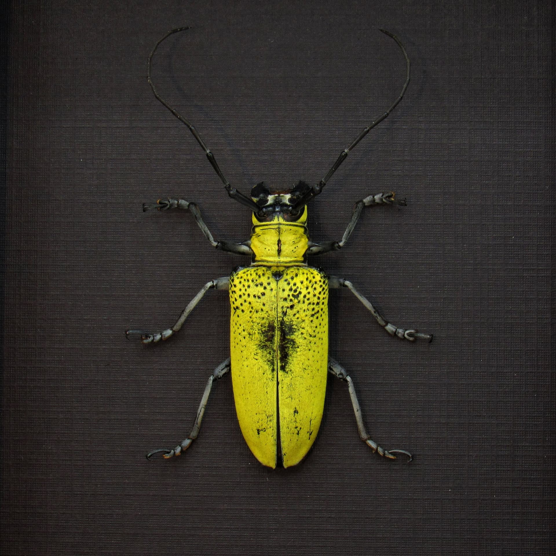 Large yellow Longhorn beetle framed taxidermy - Celosterna pollinosa - female