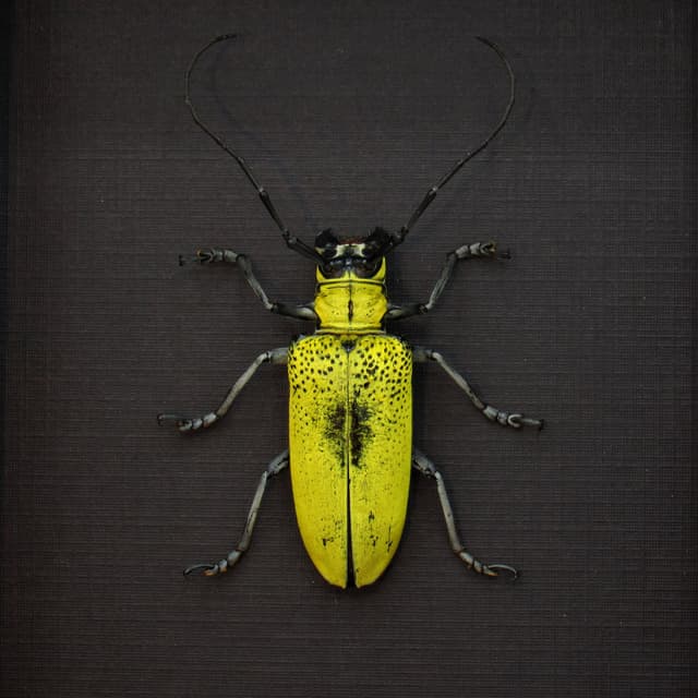 Large yellow Longhorn beetle framed taxidermy - Celosterna pollinosa - female