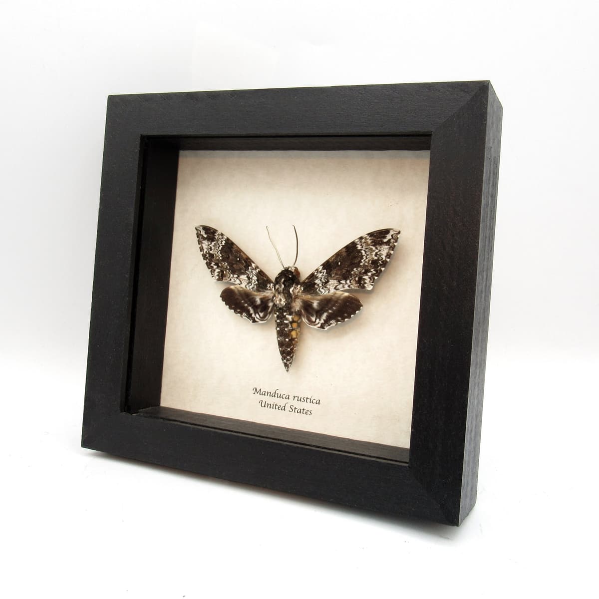Real large Rustic Sphinx moth framed taxidermy - Manduca rustica