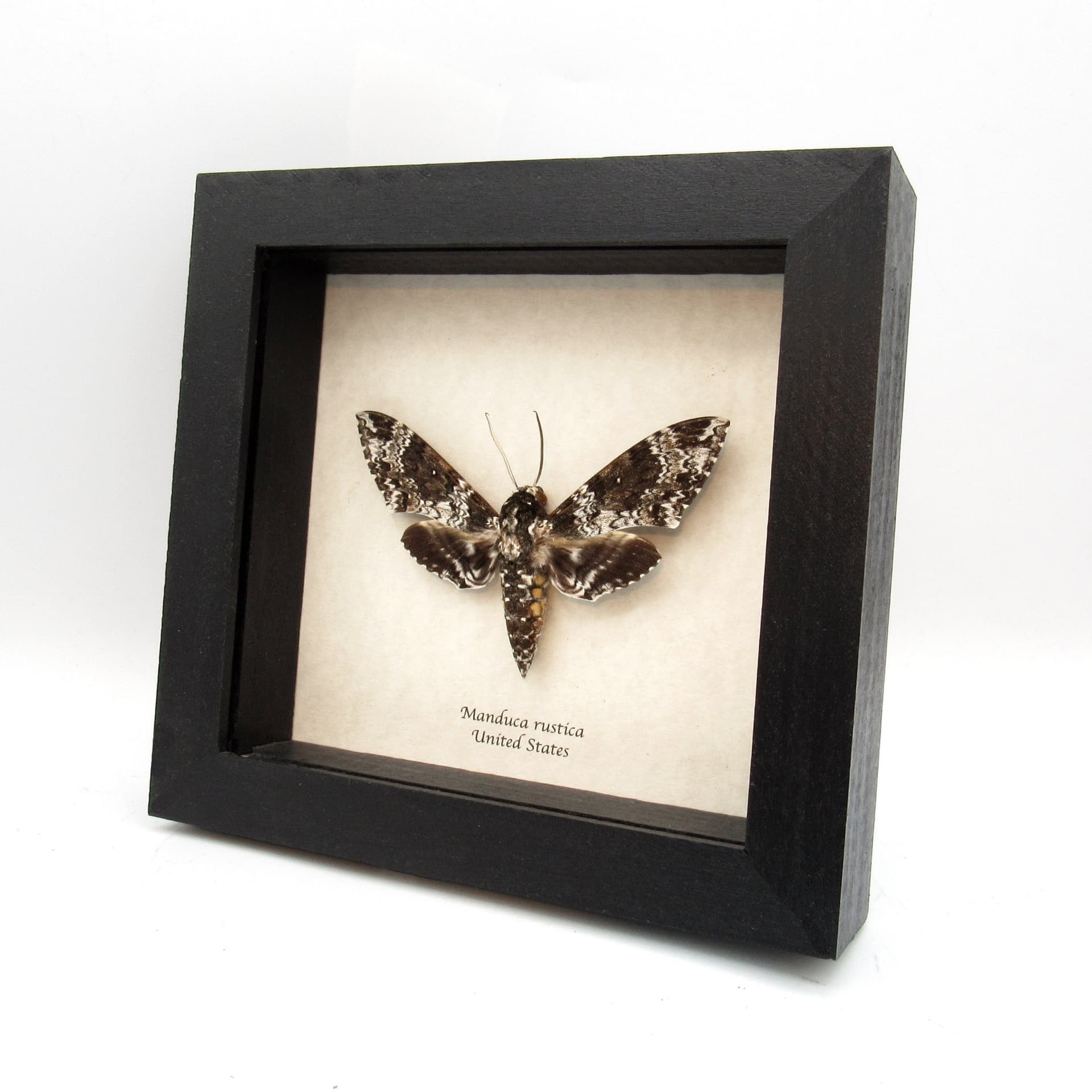 Real large Rustic Sphinx moth framed taxidermy - Manduca rustica