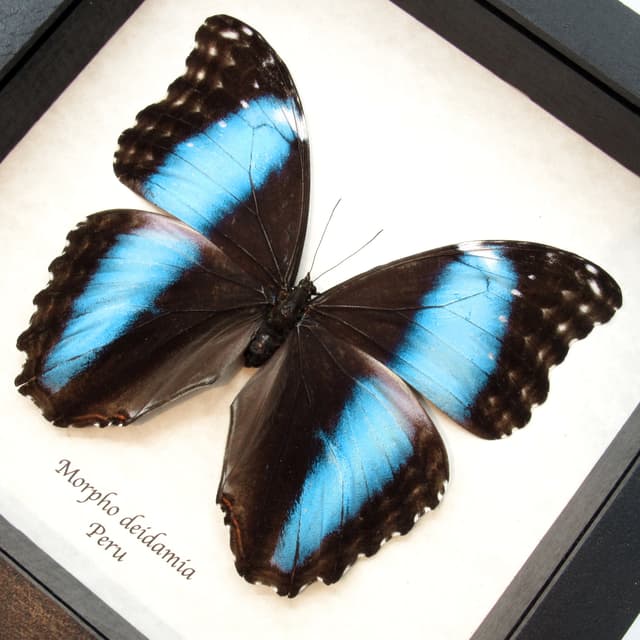 Real XL metallic blue butterfly framed taxidermy - Morpho deidamia - female