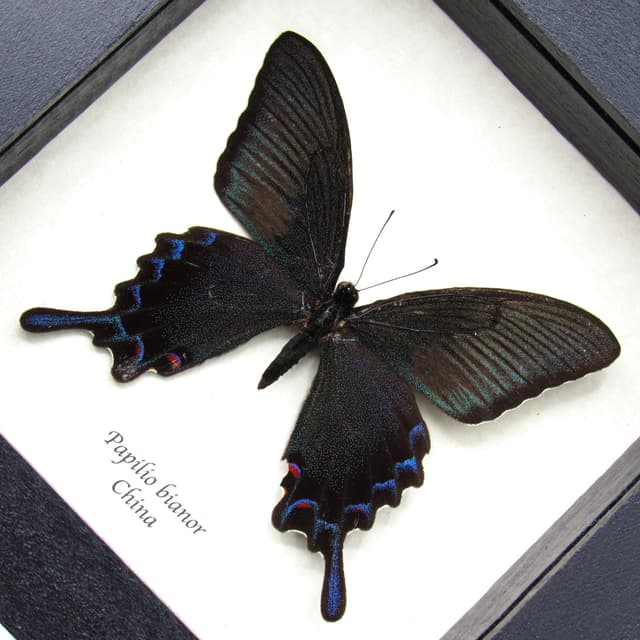 Real Black Peacock Swallowtail framed taxidermy - Papilio bianor