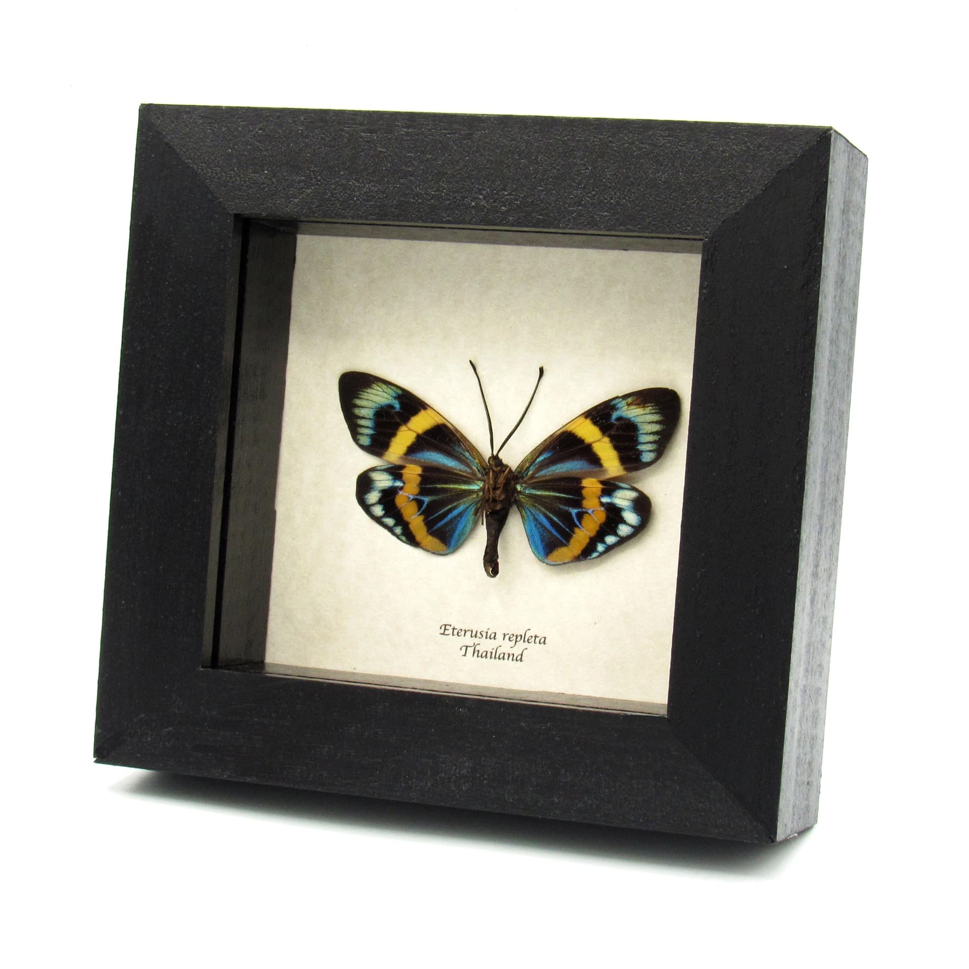 Real metallic day moth framed taxidermy - Eterusia repleta