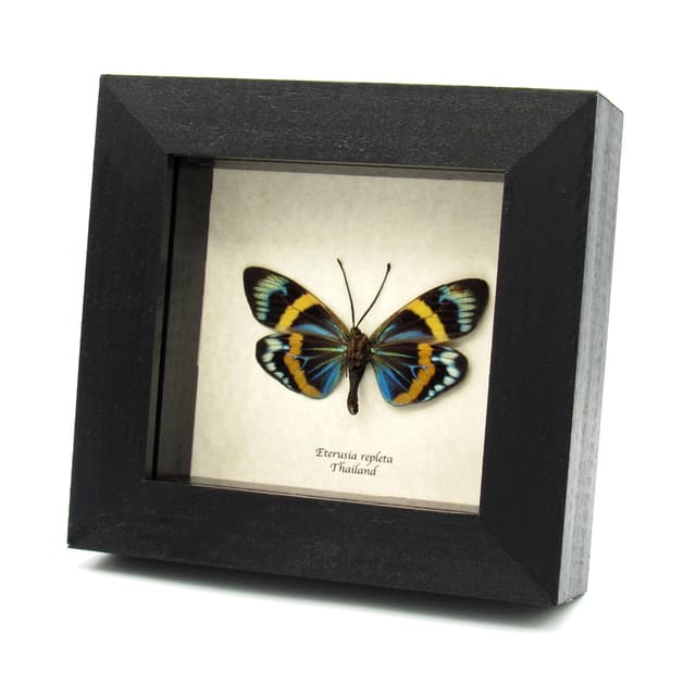 Real metallic day moth framed taxidermy - Eterusia repleta