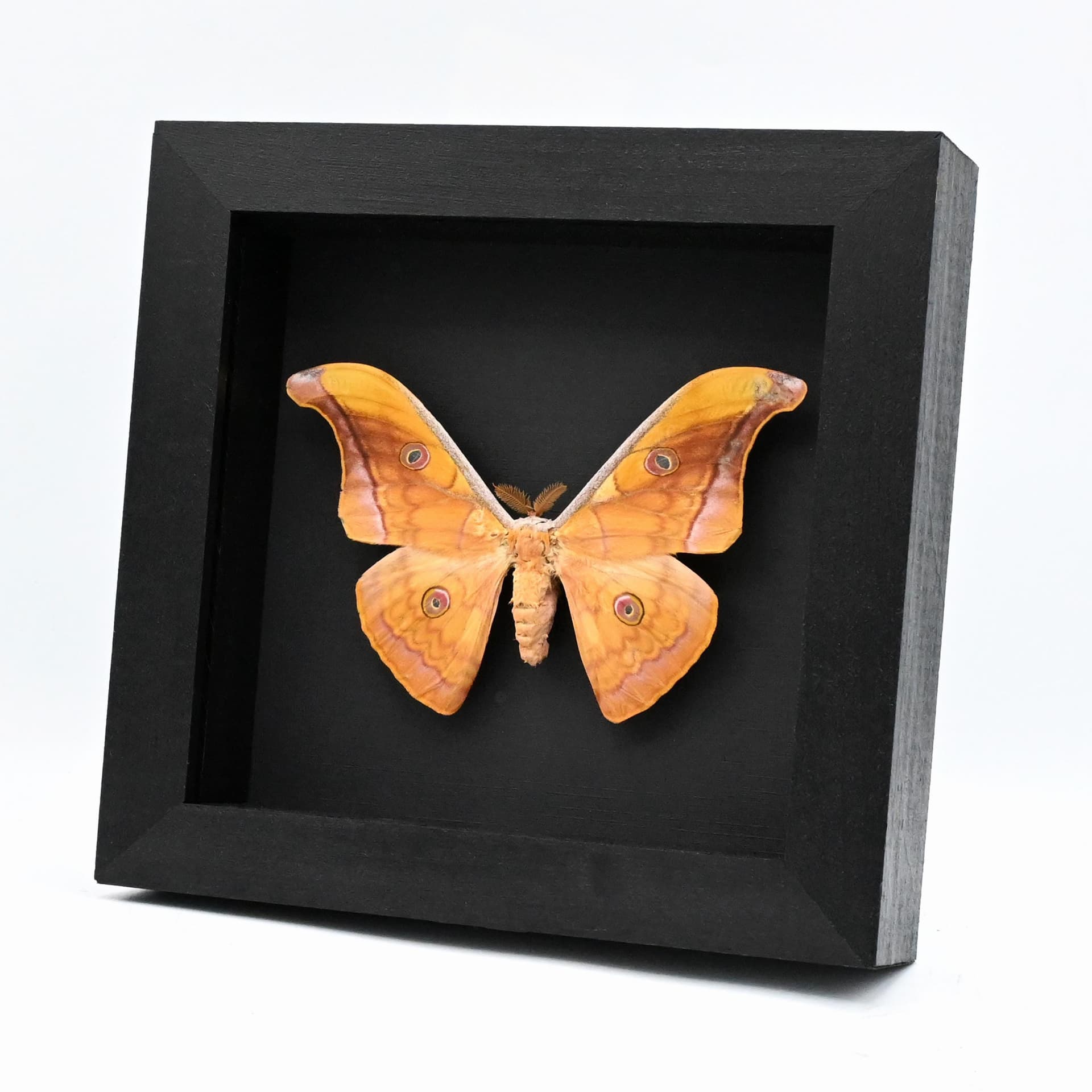 Real Saturn moth framed taxidermy - Antheraea jana