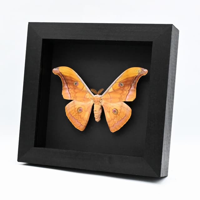 Real Saturn moth framed taxidermy - Antheraea jana