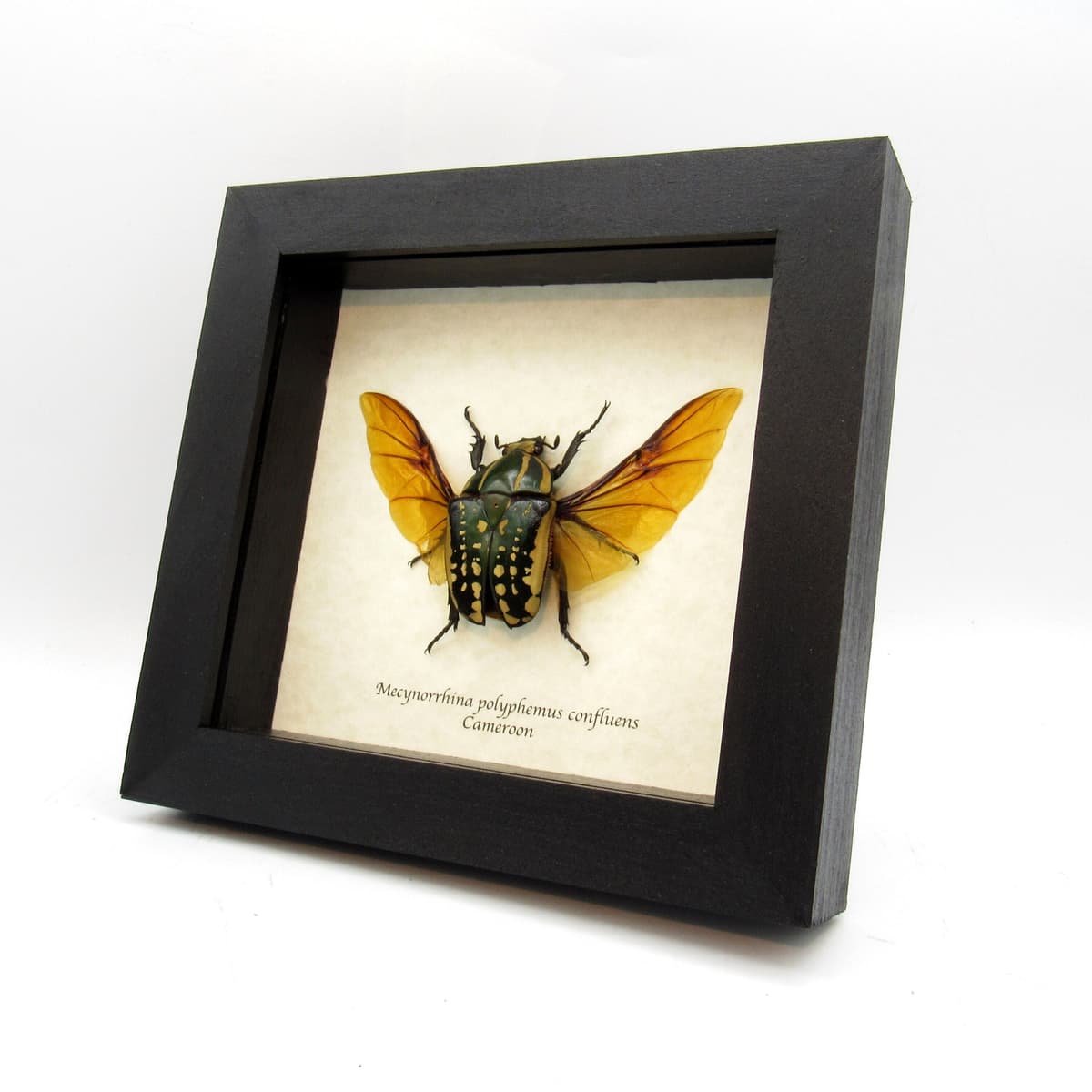 Large Scarab beetle framed taxidermy - Mecynorrhina polyphemus confluens - female
