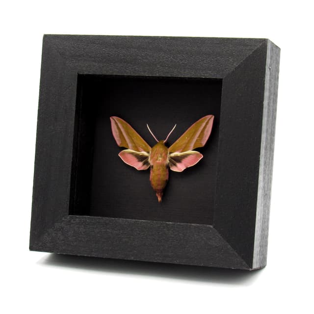 Real pink Elephant Hawk moth framed taxidermy - Deilephilia elpenor