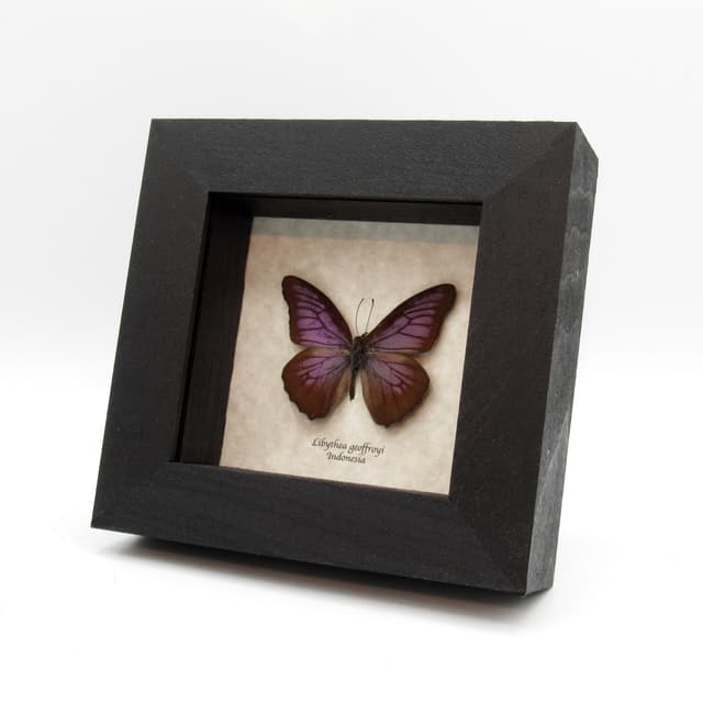 Real Purple Beak butterfly framed taxidermy - Libythea geoffroyi