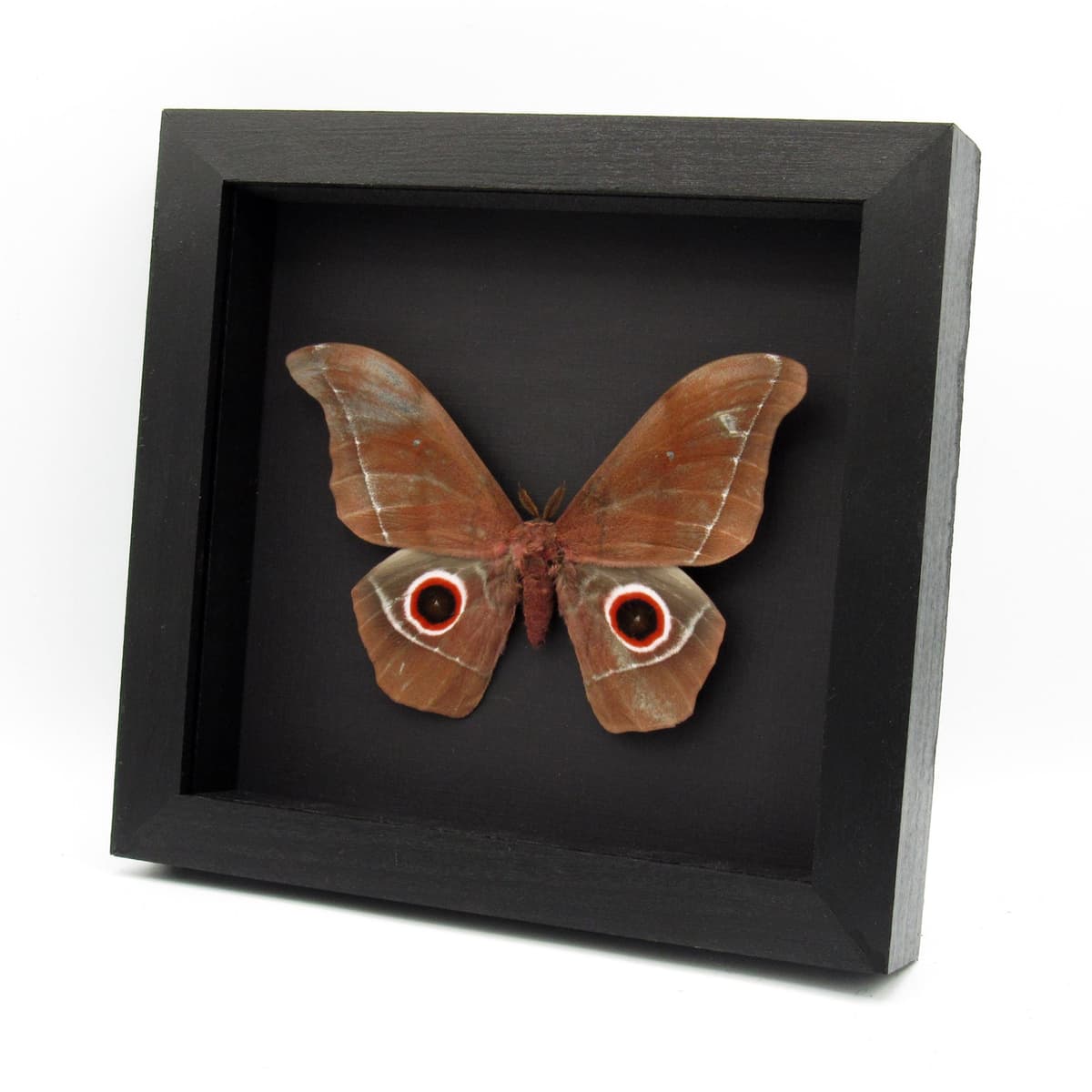 Massive real Emperor moth framed taxidermy - Nudaurelia eblis - minor damage