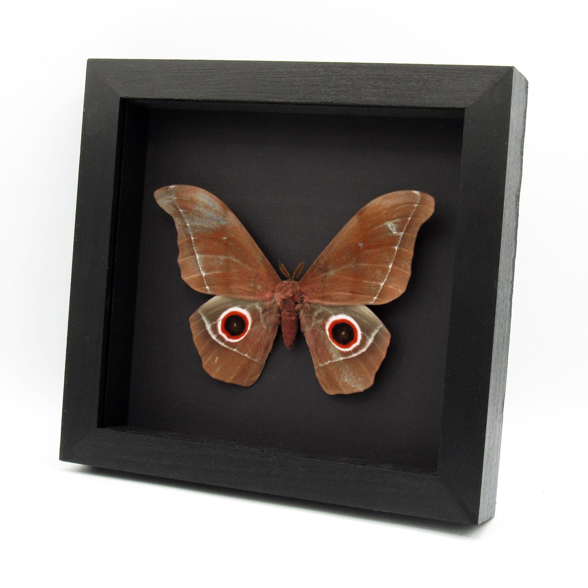 Massive real Emperor moth framed taxidermy - Nudaurelia eblis - minor damage