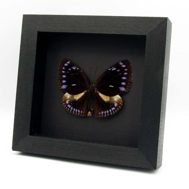Real purple King Crow butterfly framed taxidermy - Euploea westwoodi