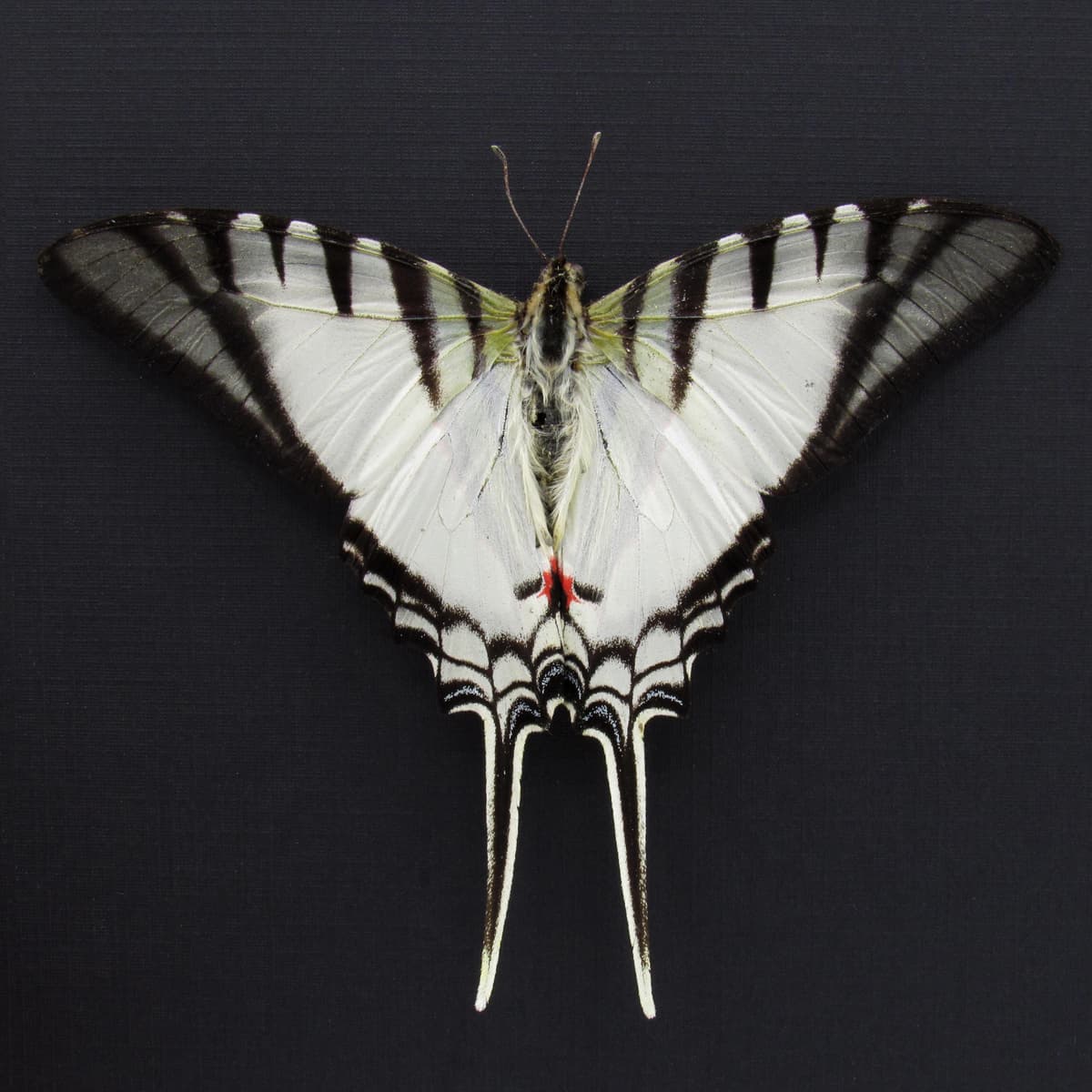 Real Zebra Swallowtail butterfly framed taxidermy - Eurytides protesilaus - Victorian mount - 2