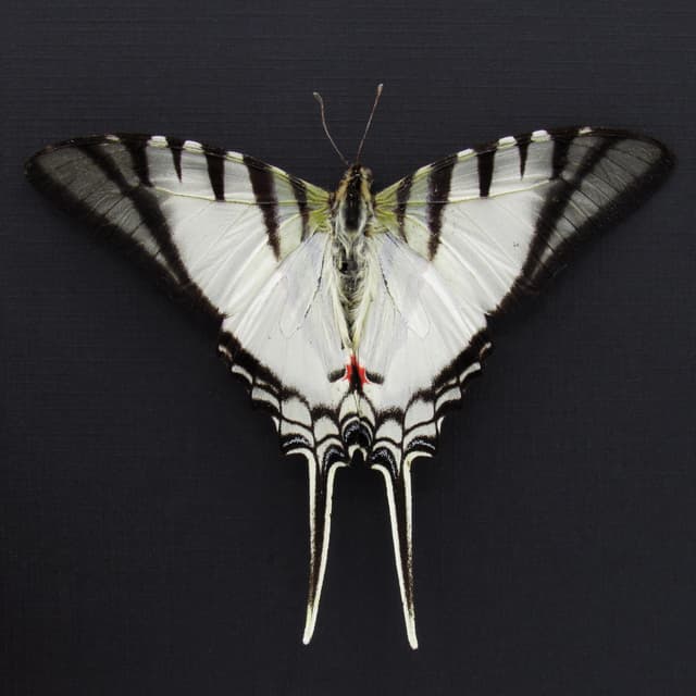 Real Zebra Swallowtail butterfly framed taxidermy - Eurytides protesilaus - Victorian mount - 2