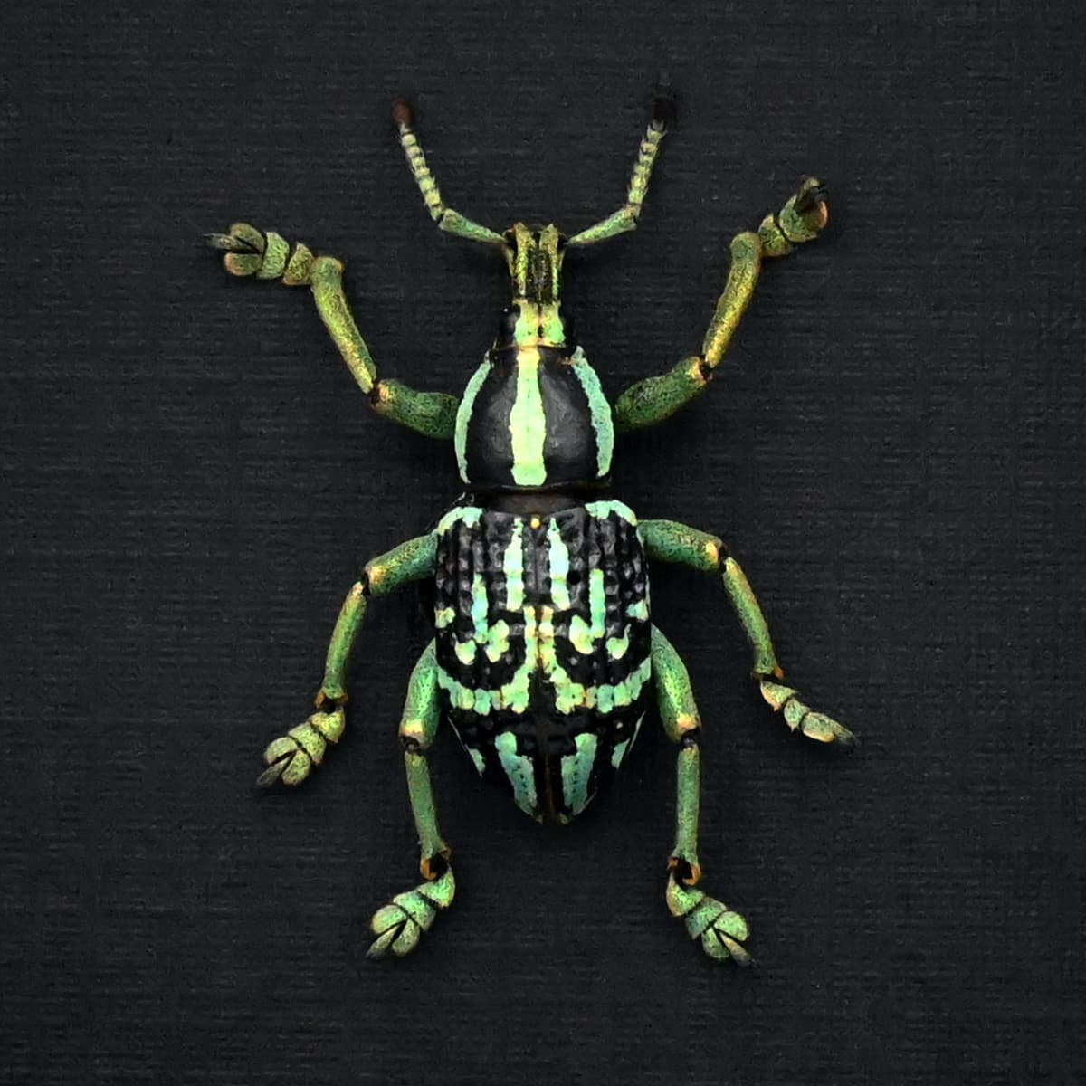 Rare glitter Weevil framed taxidermy - Eupholus browni