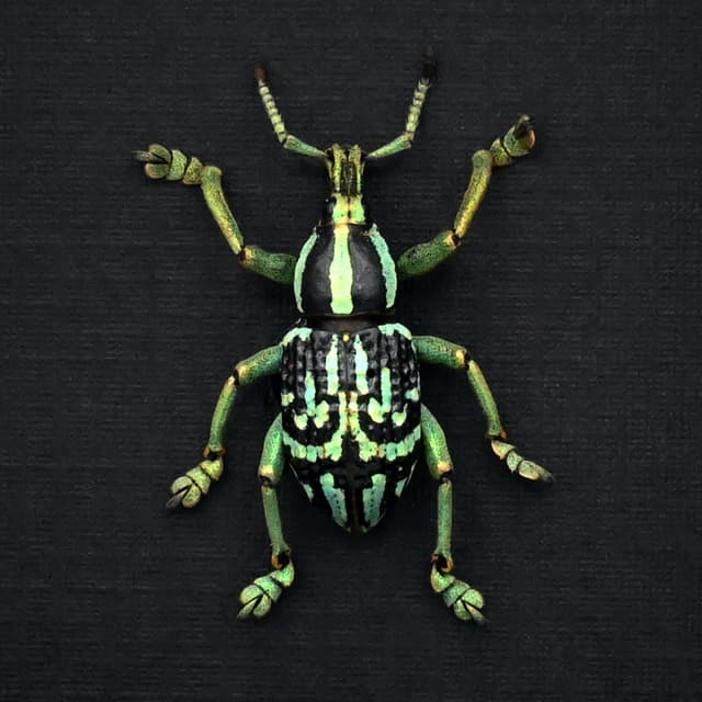 Rare glitter Weevil framed taxidermy - Eupholus browni