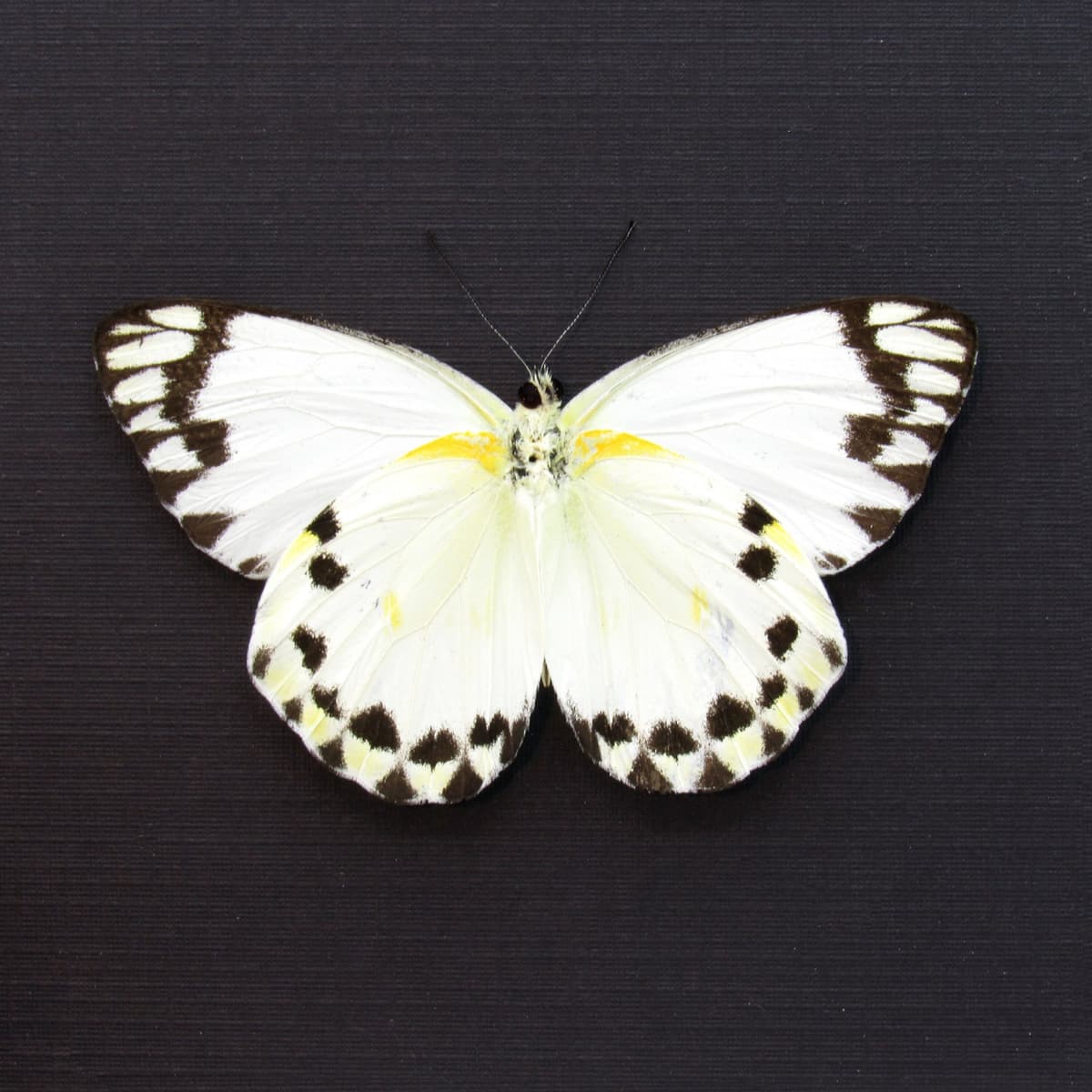 Real white butterfly framed taxidermy - Belenois theora - Victorian mount