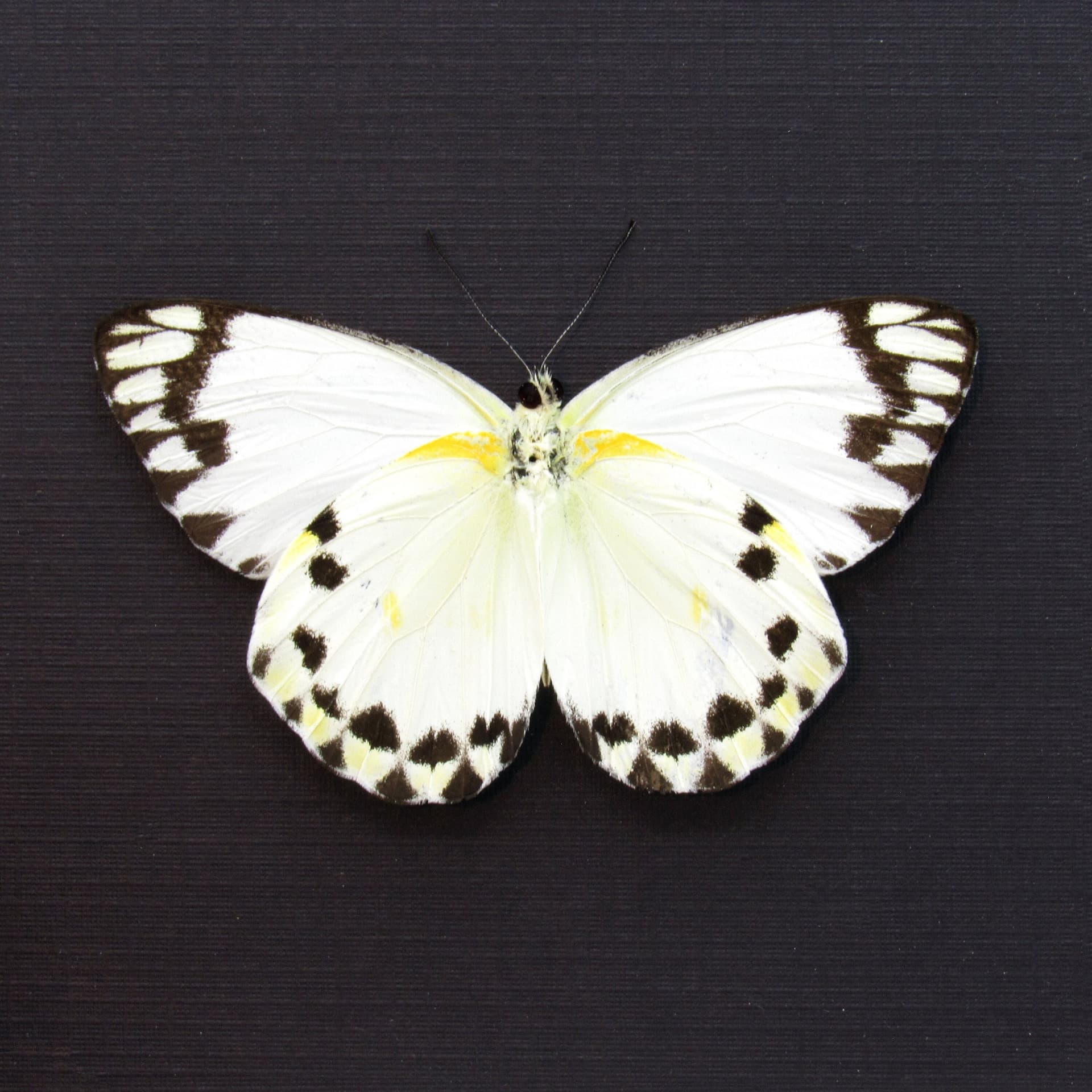 Real white butterfly framed taxidermy - Belenois theora - Victorian mount