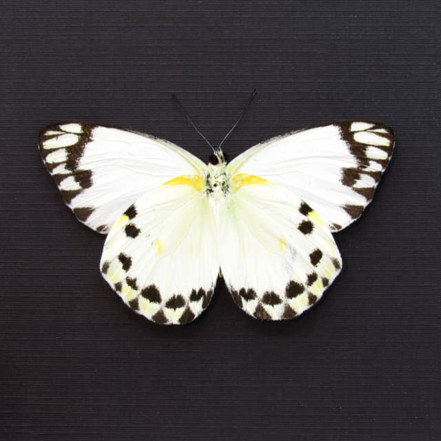 Real white butterfly framed taxidermy - Belenois theora - Victorian mount