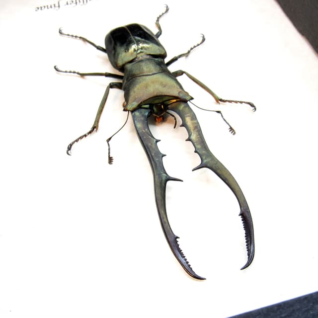 Real XL Stag beetle framed taxidermy - Cyclommatus metallifer finae