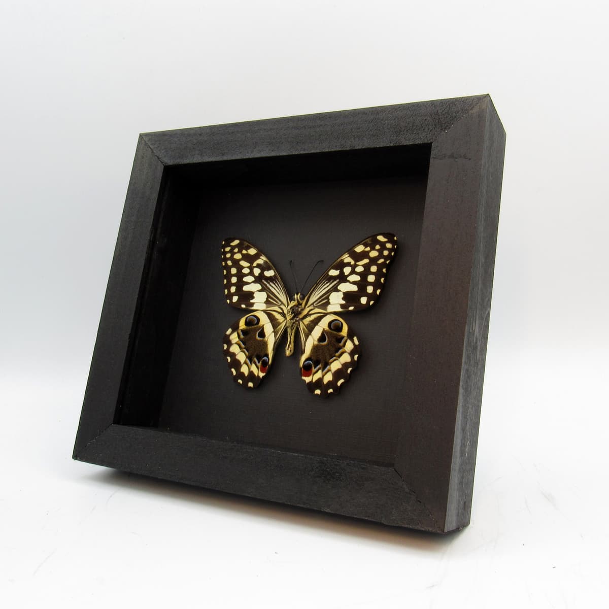 Real framed taxidermy butterfly - Papilio demodocus