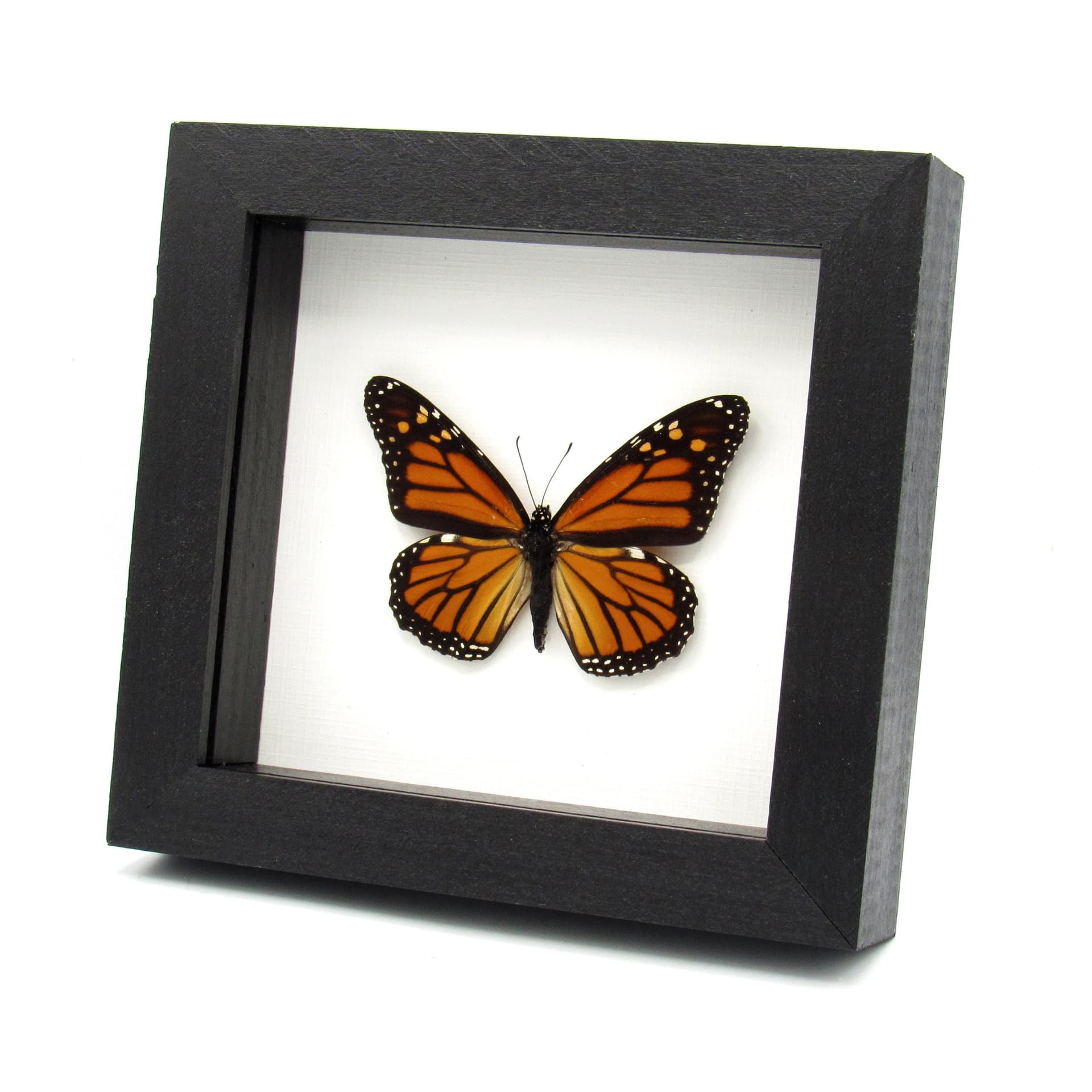 Real Monarch framed butterfly taxidermy - Danaus plexippus