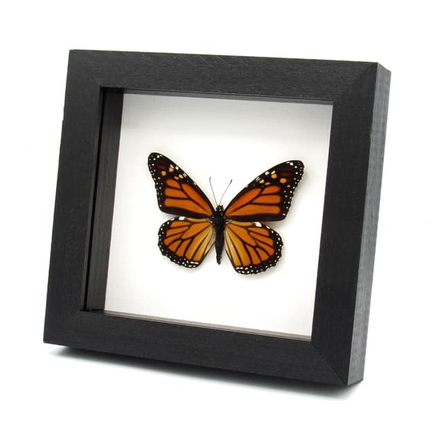 Real Monarch framed butterfly taxidermy - Danaus plexippus