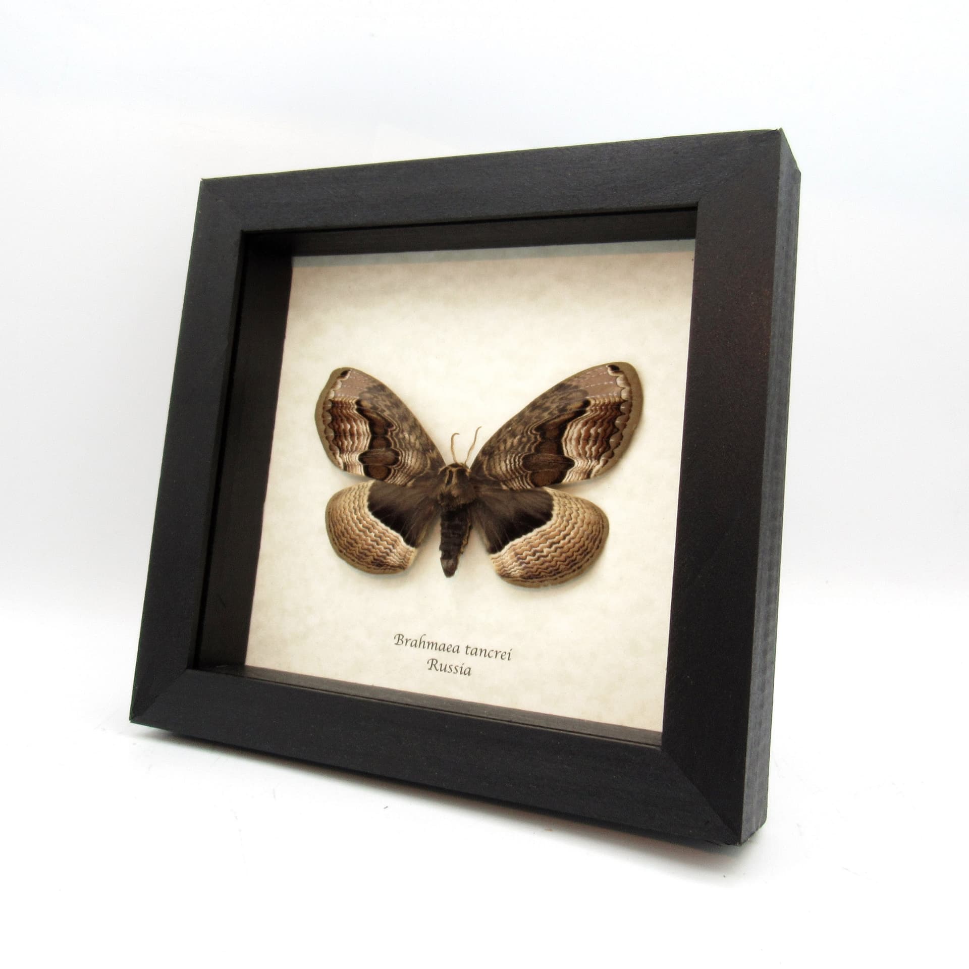 Real large Brahmin moth framed taxidermy - Brahmaea tancrei