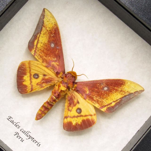 Rare Saturn moth framed taxidermy - Eacles callopteris