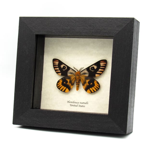Real rare Sheep moth framed taxidermy - Hemileuca nuttalli - dark color form