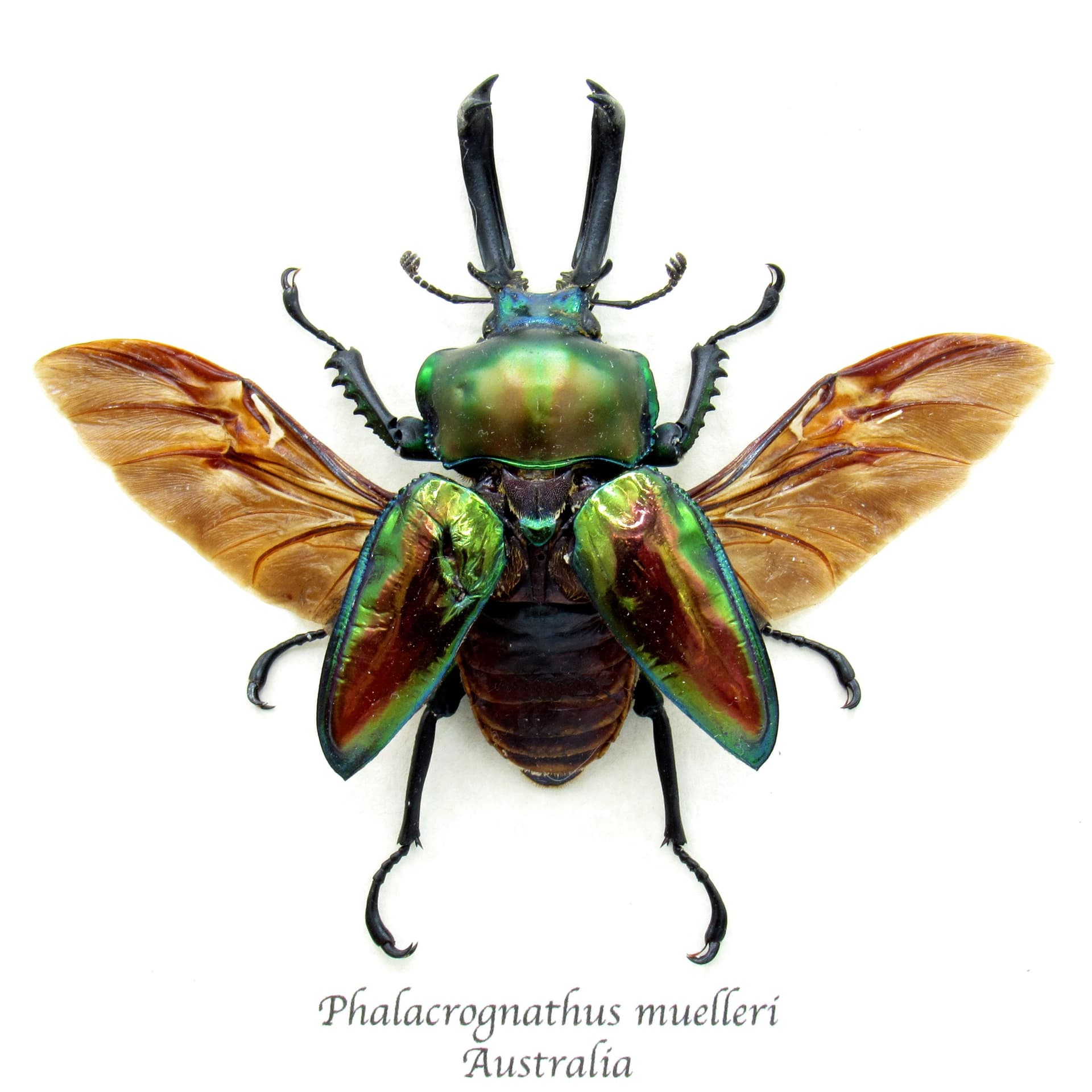 Rare XL Rainbow Stag beetle framed - Phalacrognathus muelleri - minor damage
