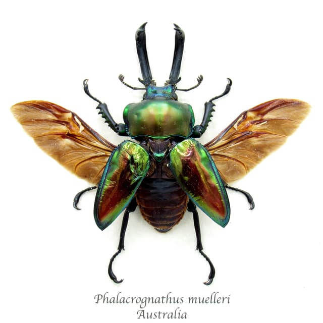 Rare XL Rainbow Stag beetle framed - Phalacrognathus muelleri - minor damage