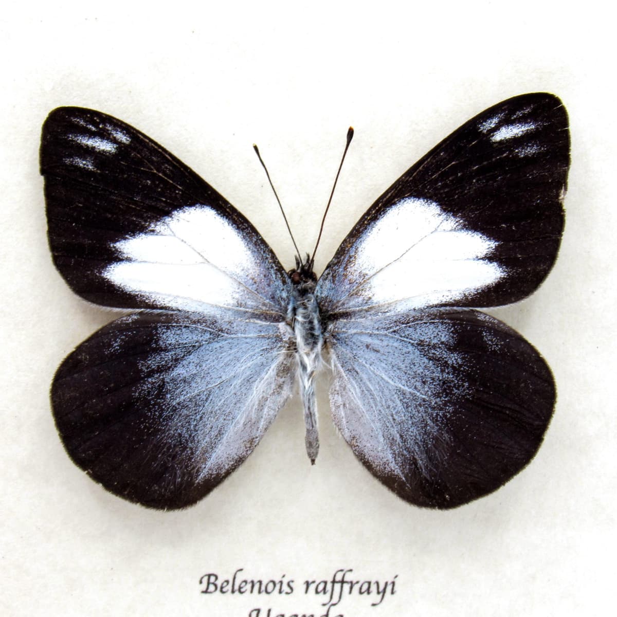 Real Raffray's White butterfly framed taxidermy - Belenois raffrayi