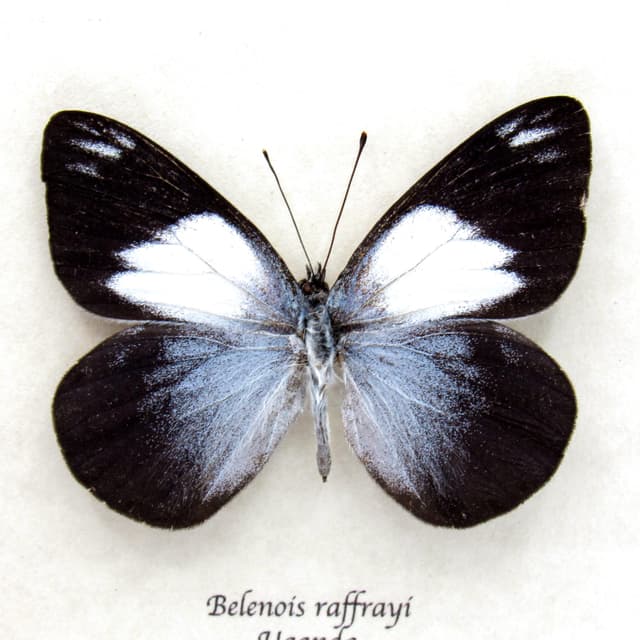 Real Raffray's White butterfly framed taxidermy - Belenois raffrayi