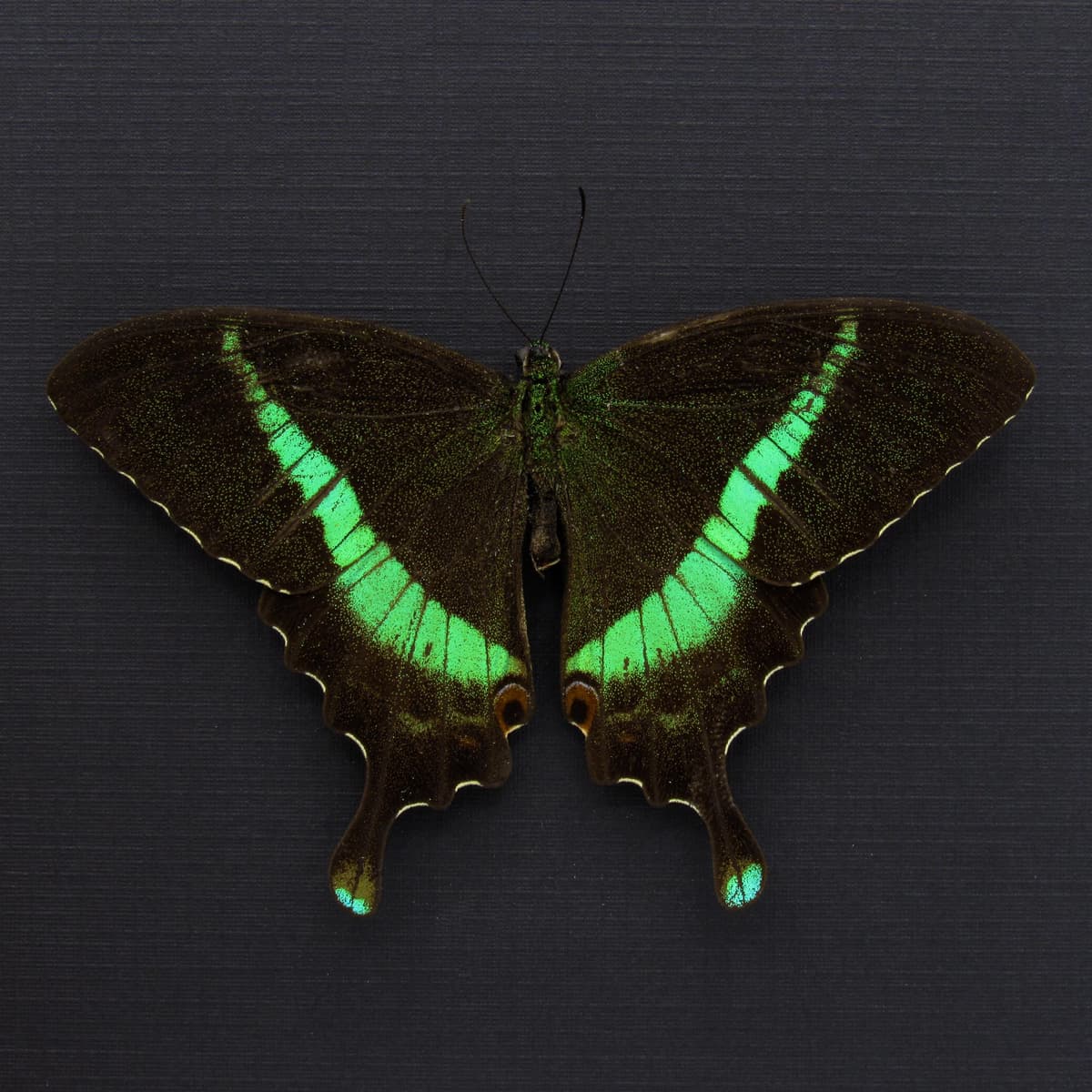 Rare green Banded Peacock Swallowtail butterfly framed specimen - Papilio crino - Victorian mount