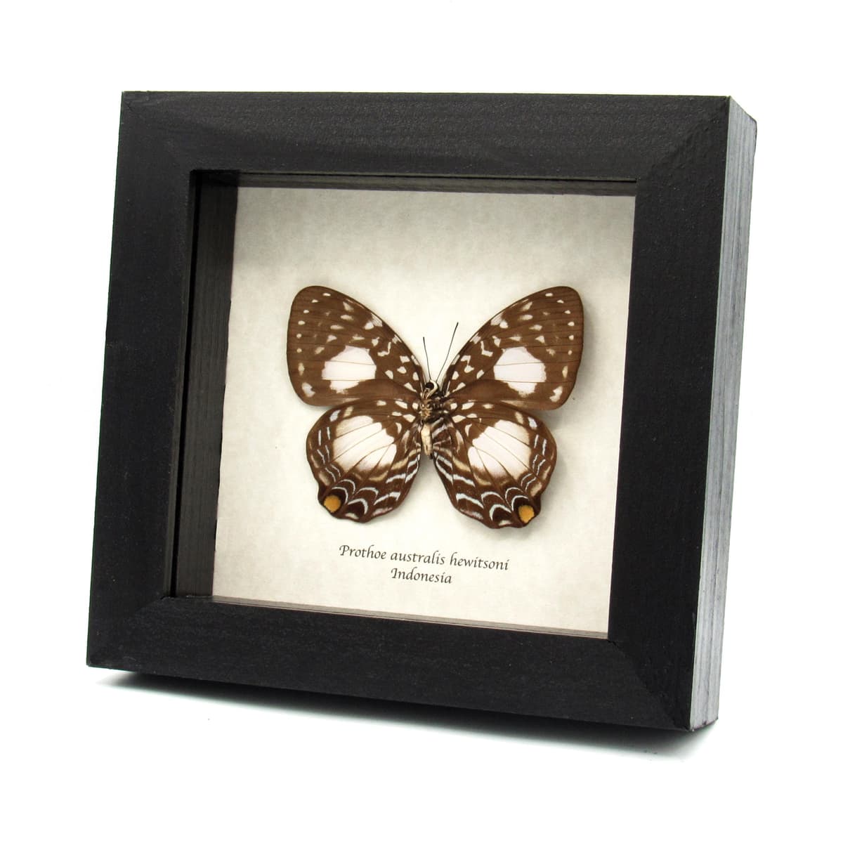 Real framed butterfly taxidermy - Prothoe australis hewitsoni -female