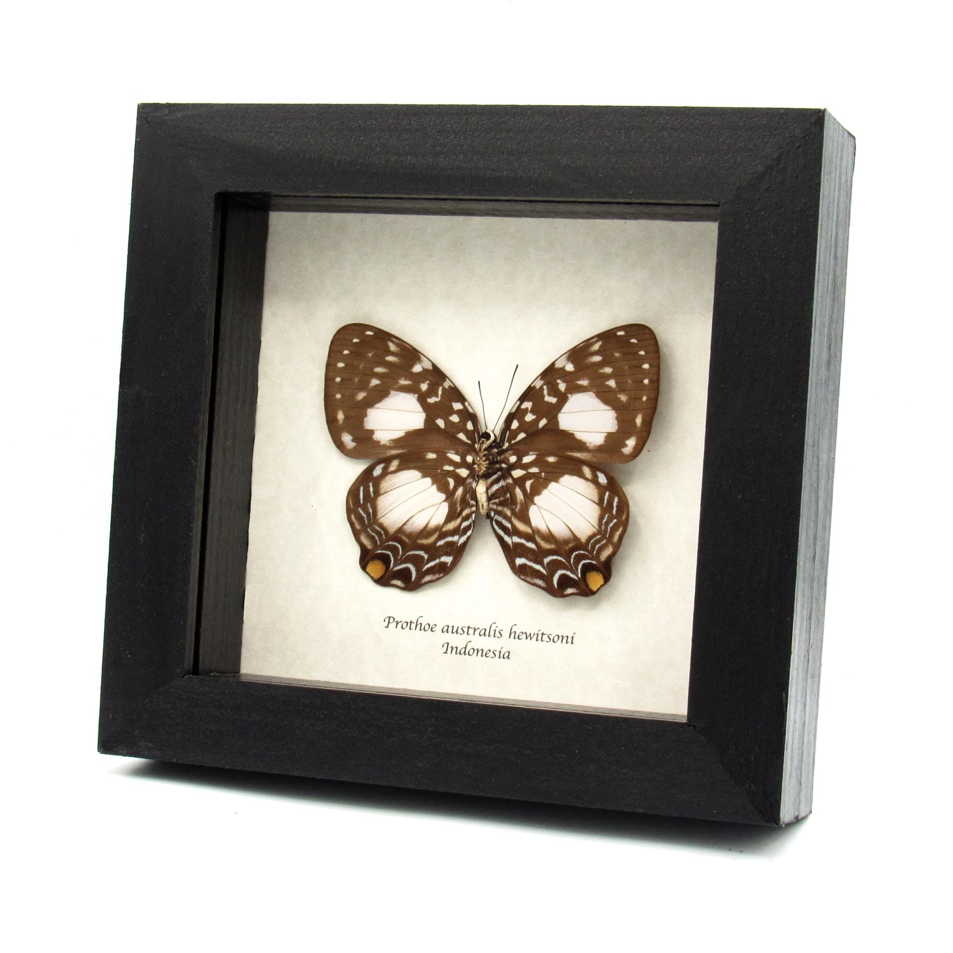 Real framed butterfly taxidermy - Prothoe australis hewitsoni -female