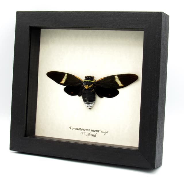 Real Giant Black Cicada frame taxidermy - Formotosena montivaga