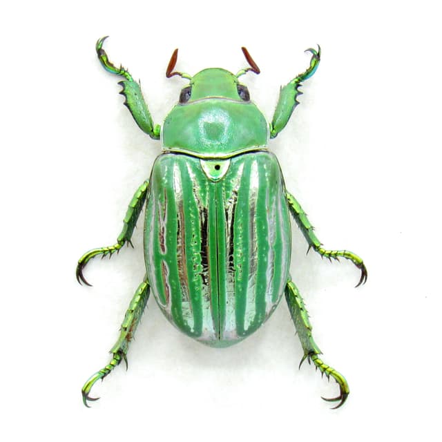 Real metallic gold Jewel beetle framed taxidermy - Chrysina gloriosa