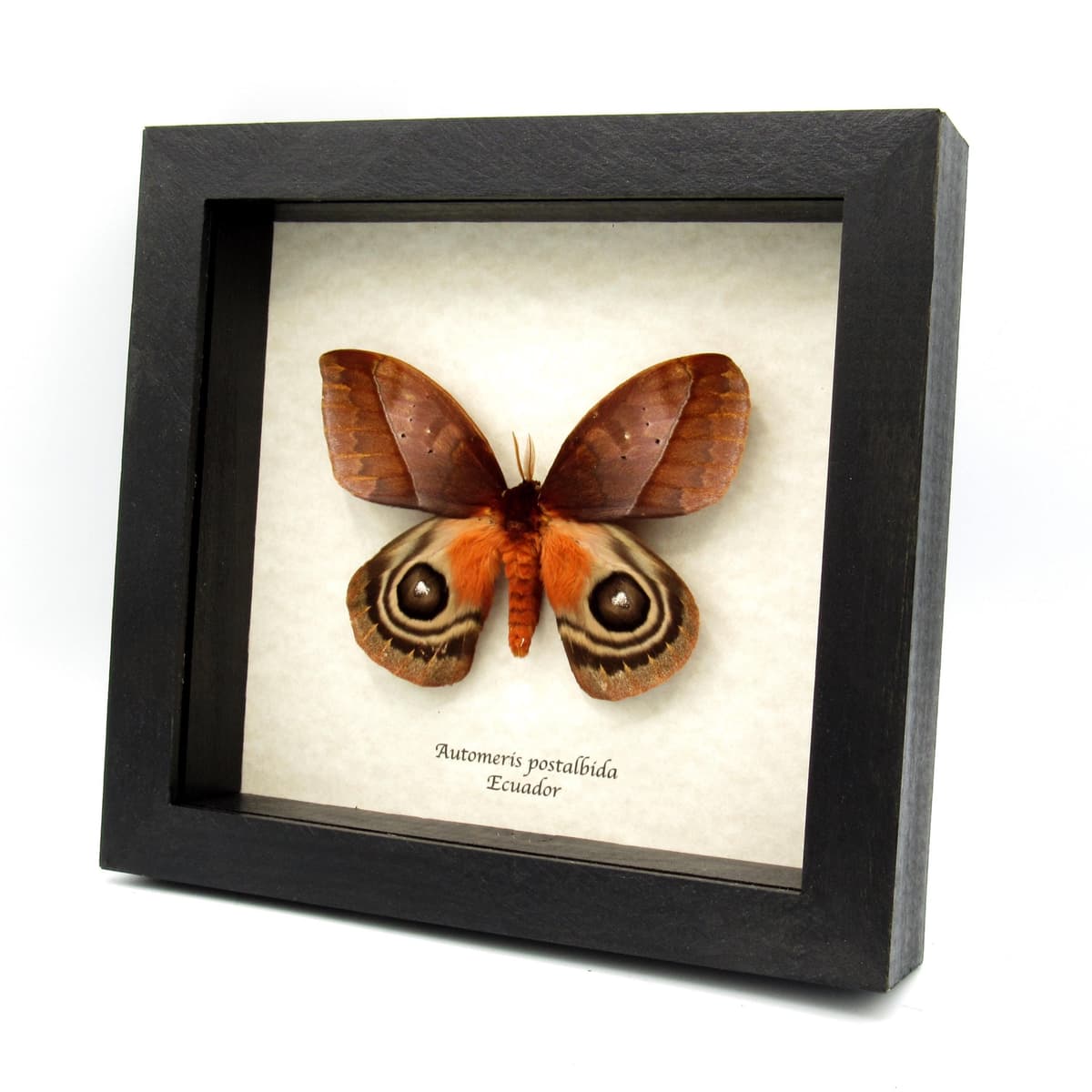Stunning real Giant Saturn moth framed taxidermy - Automeris postalbida