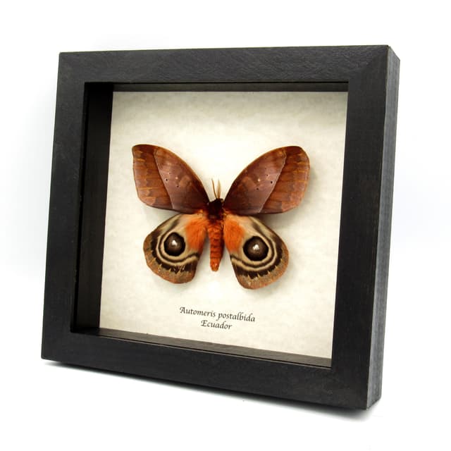 Stunning real Giant Saturn moth framed taxidermy - Automeris postalbida