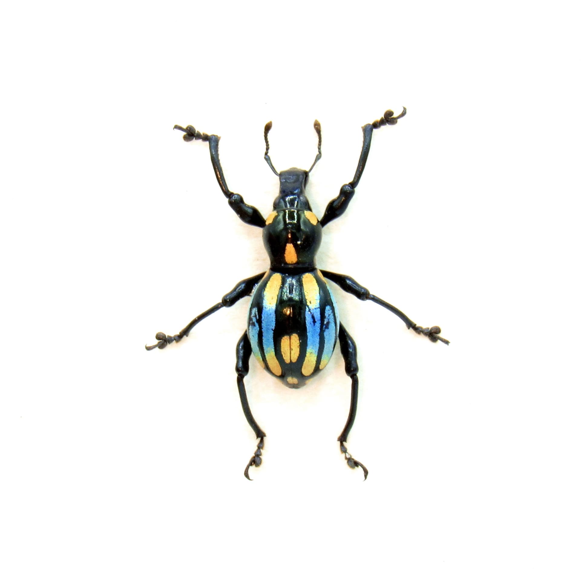 WEEVIL MANIA!  Rare framed blue weevil taxidermy beetle - Pachyrhynchus barsevskisi