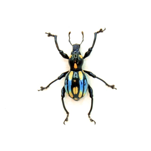 WEEVIL MANIA!  Rare framed blue weevil taxidermy beetle - Pachyrhynchus barsevskisi