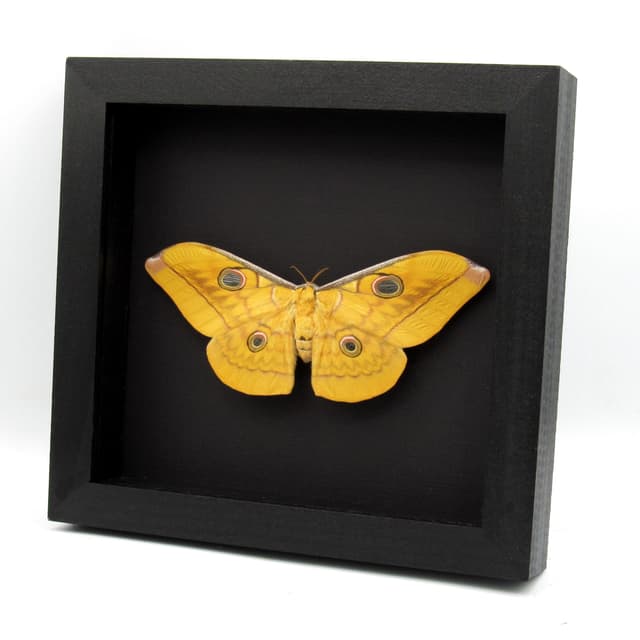 Real Giant Saturn moth framed taxidermy - Antheraea frithi - large female - Victorian mount