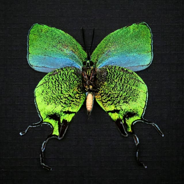 Rare metallic green Hairstreak butterfly framed - Arcas imperialis