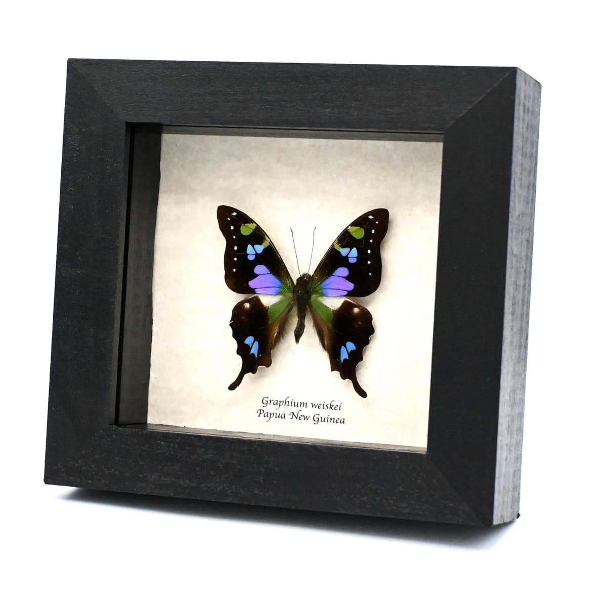 Real purple framed butterfly taxidermy - Graphium weiskei