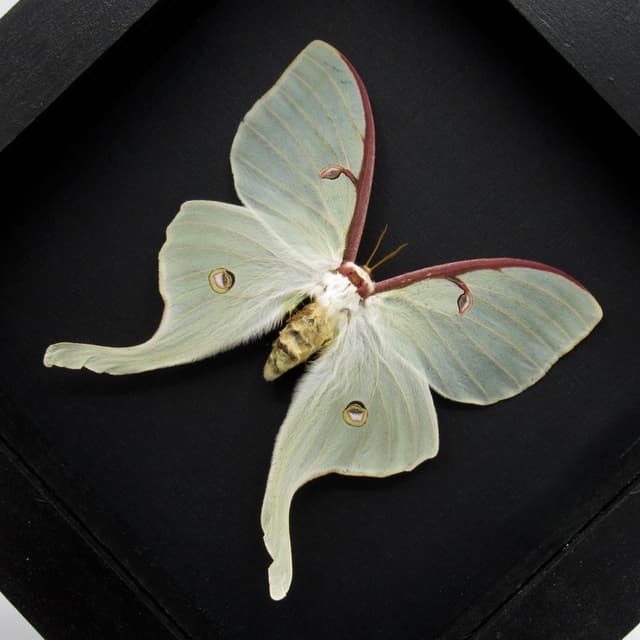 Real large Luna Moon moth framed taxidermy - Actias luna - female