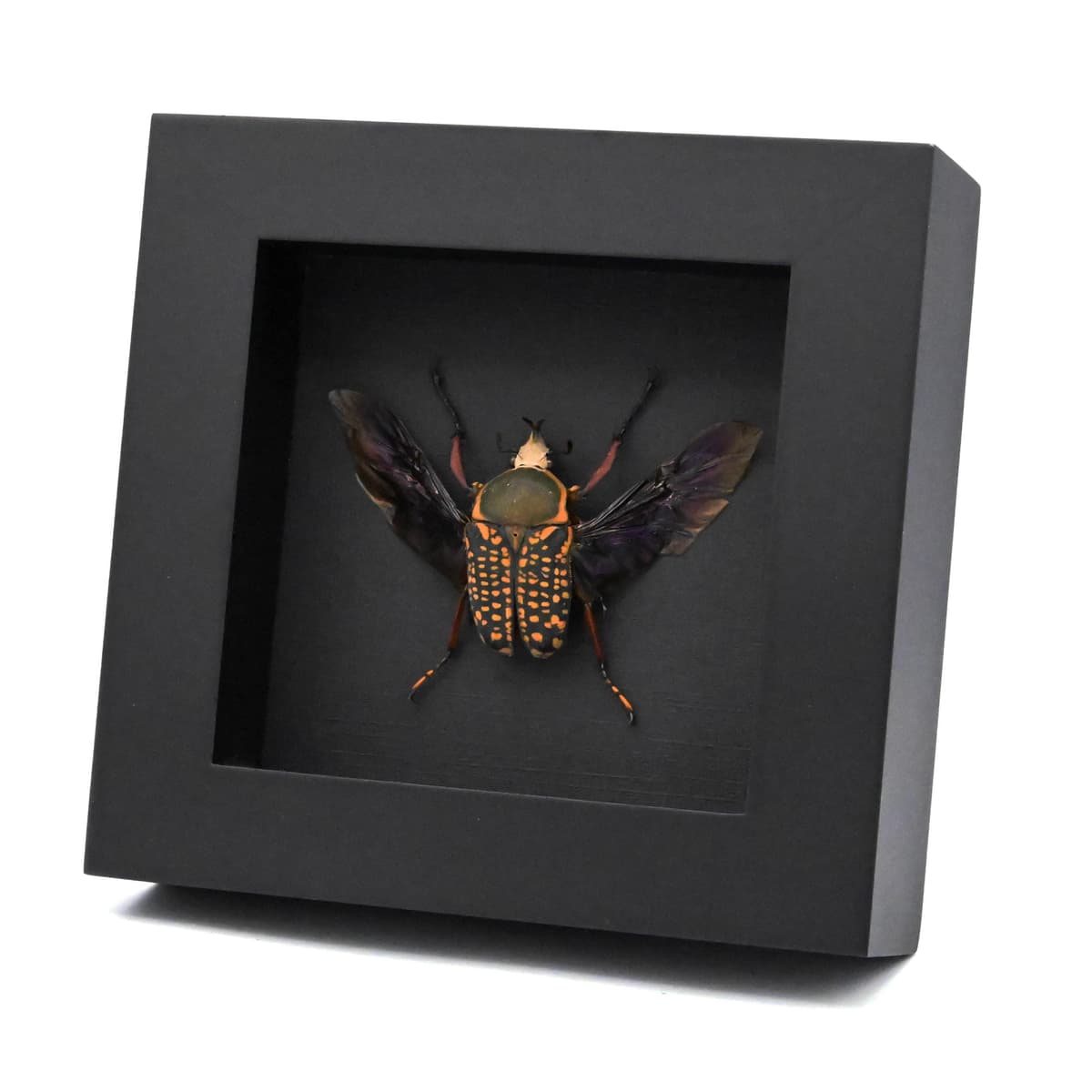Real framed taxidermy flower beetle taxidermy - Megalorrhina harrisi peregrina - short horn