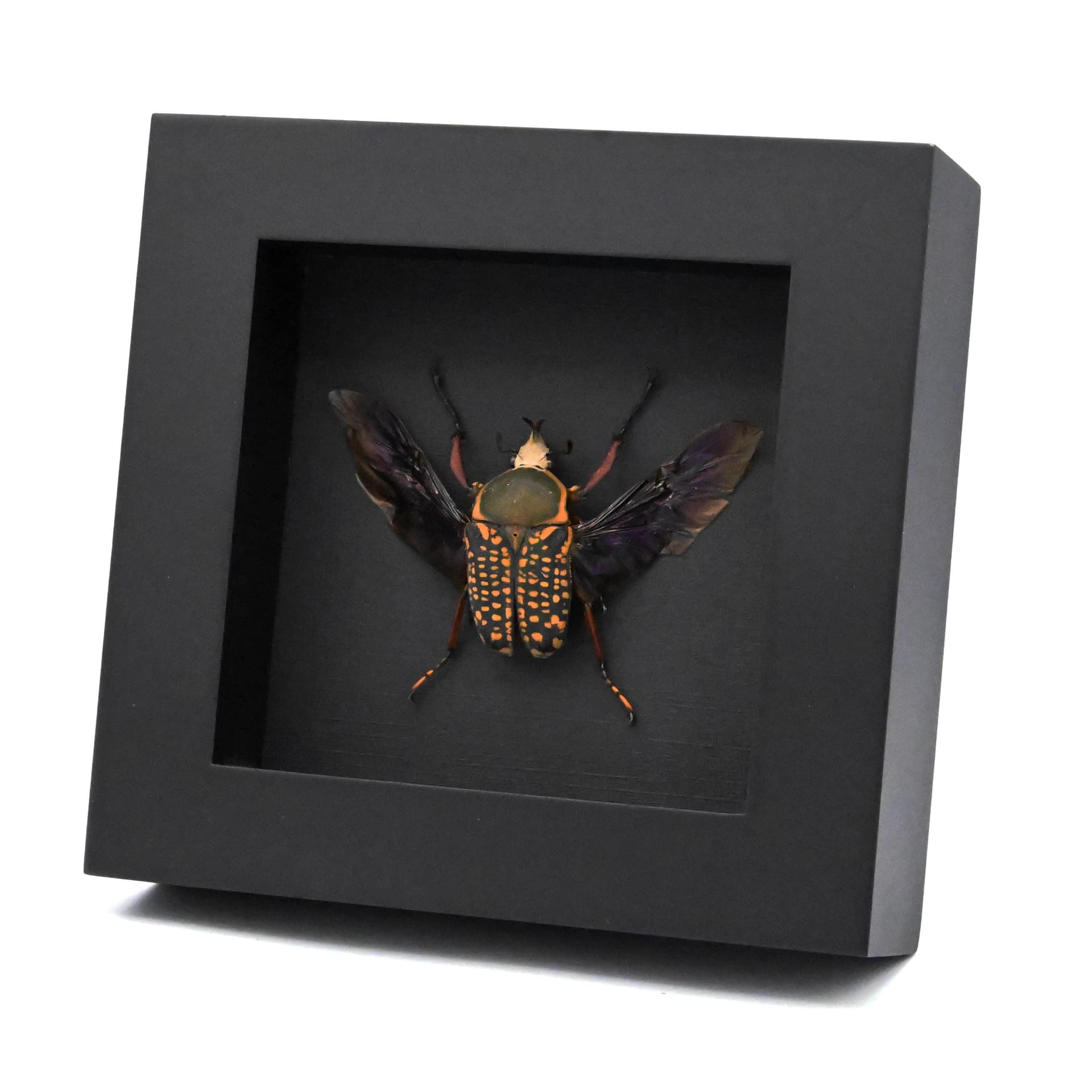 Real framed taxidermy flower beetle taxidermy - Megalorrhina harrisi peregrina - short horn