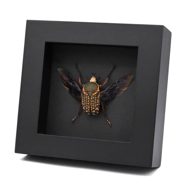 Real framed taxidermy flower beetle taxidermy - Megalorrhina harrisi peregrina - short horn